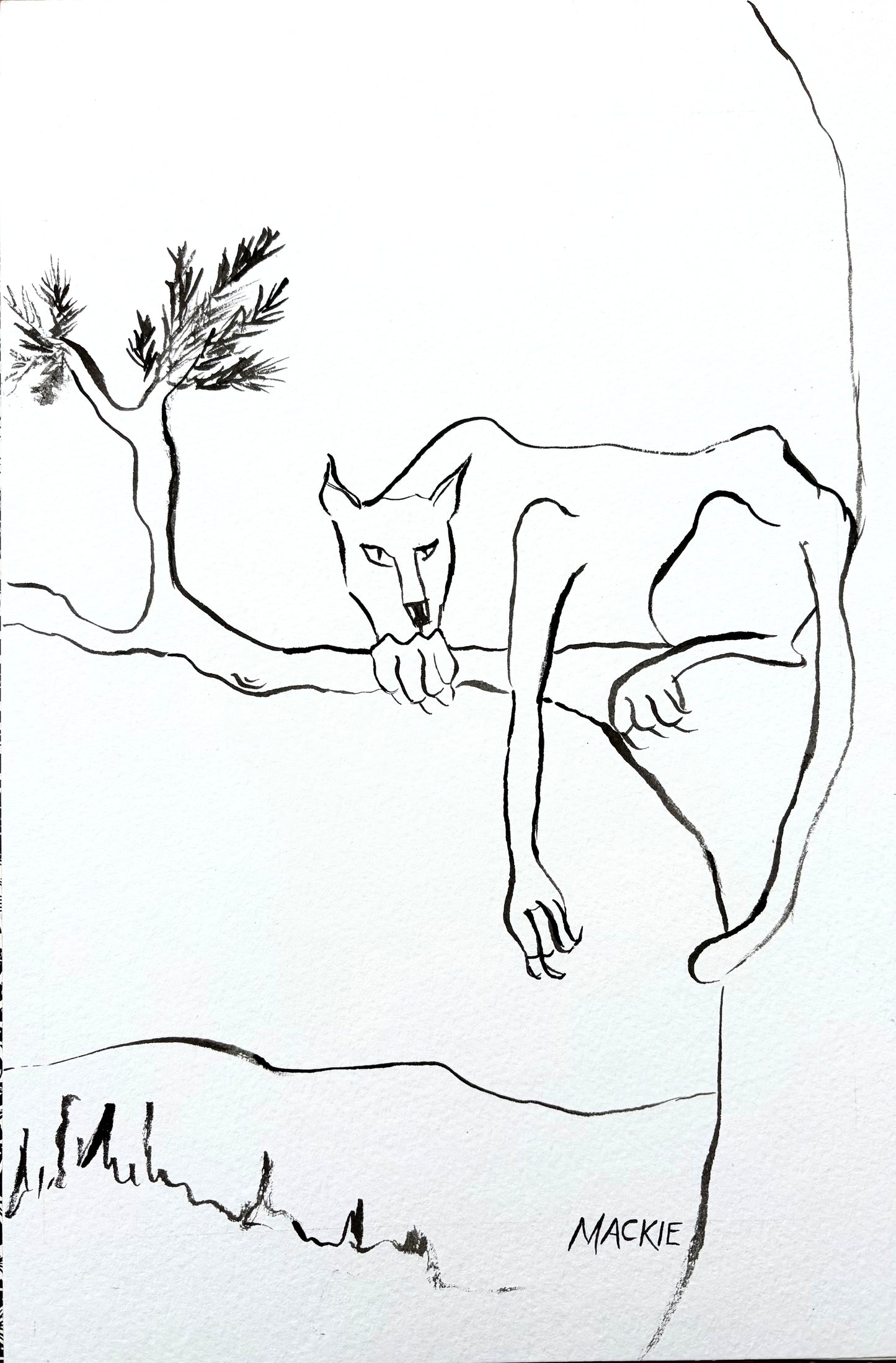 Cougar on a Branch - ink on paper