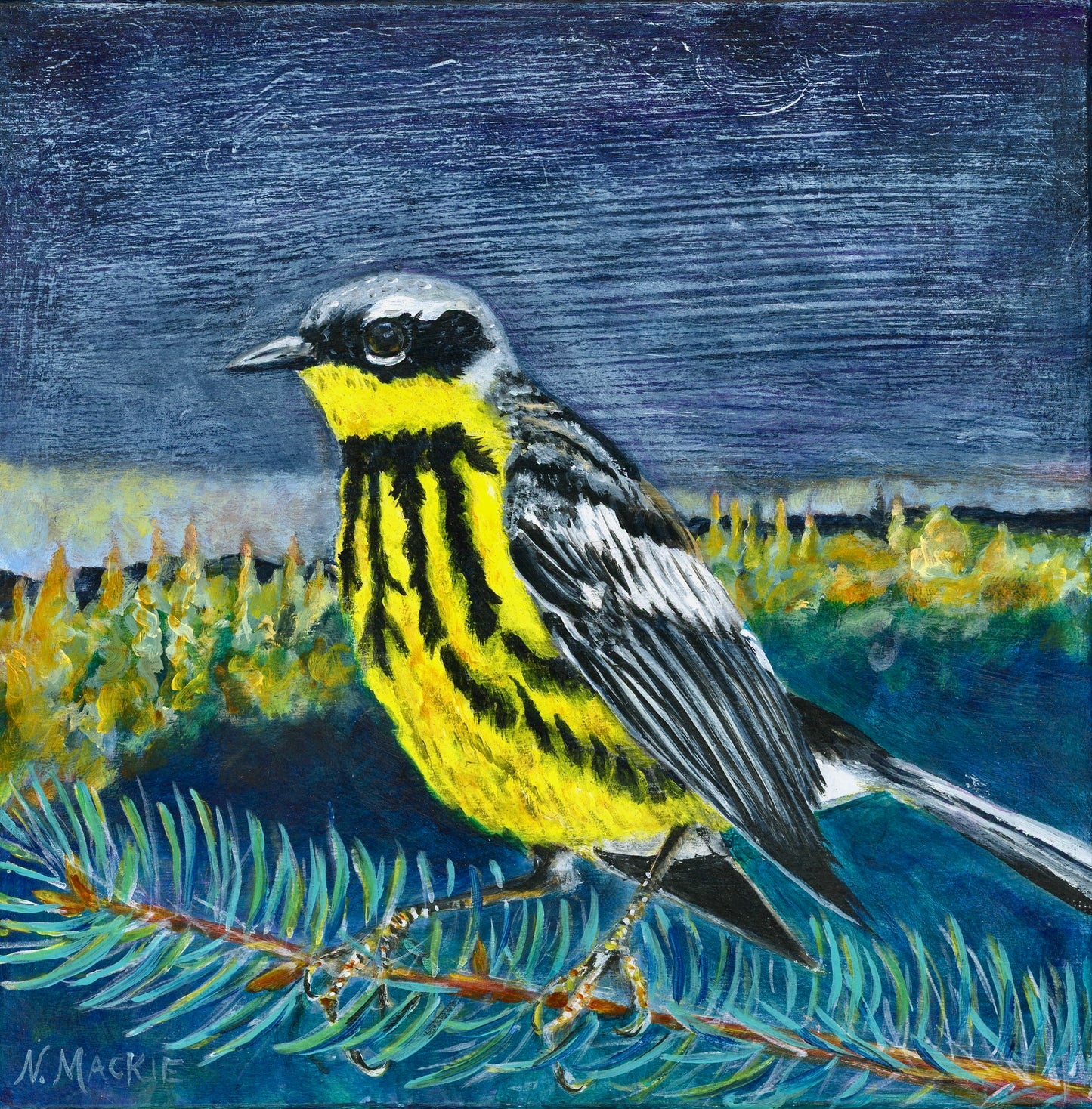 Sun Drop (Magnolia Warbler in a Spruce Tree)