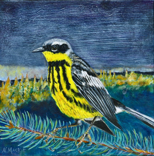 Sun Drop (Magnolia Warbler in a Spruce Tree)