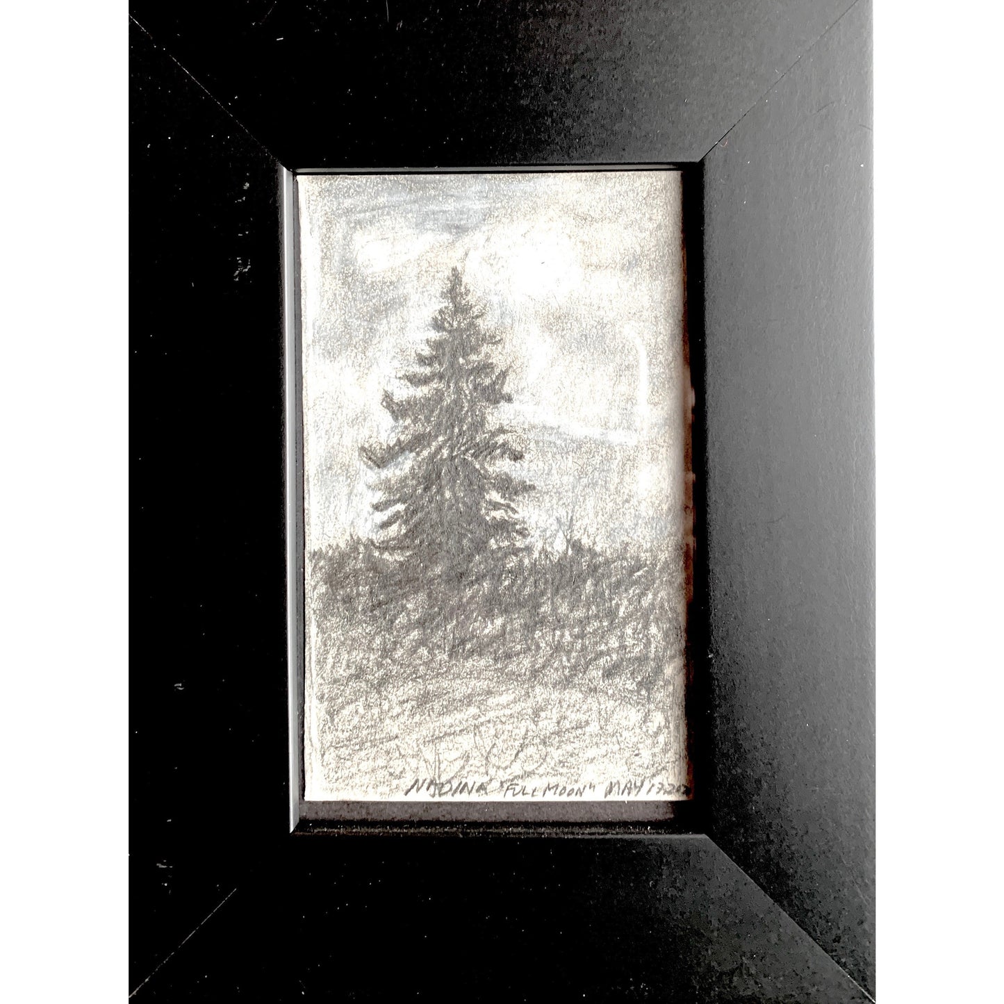 OLD SPRUCE TREE IN THE MOONLIGHT