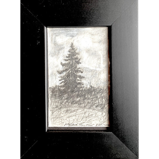 OLD SPRUCE TREE IN THE MOONLIGHT